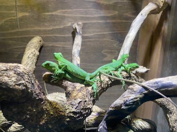 体感型動物園iZooに投稿された画像（2023/11/4）