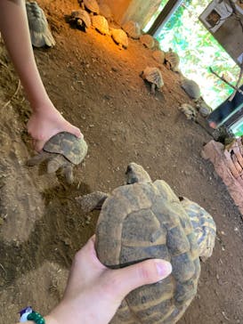 体感型動物園iZooに投稿された画像（2023/11/4）