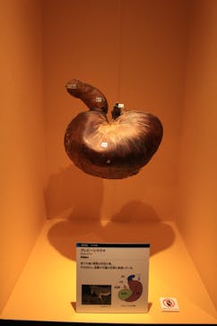 特別展「大哺乳類展３－わけてつなげて大行進」に投稿された画像（2024/4/4）