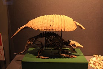 特別展「大哺乳類展３－わけてつなげて大行進」に投稿された画像（2024/4/4）