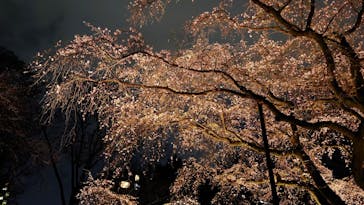 六義園に投稿された画像（2024/4/4）