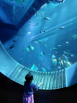 DMMかりゆし水族館に投稿された画像（2024/4/4）