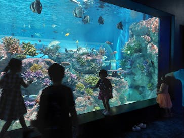 DMMかりゆし水族館に投稿された画像（2024/4/4）