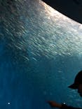 名古屋港水族館に投稿された画像（2024/4/5）