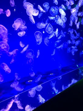 名古屋港水族館に投稿された画像（2024/4/4）