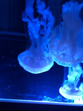 名古屋港水族館に投稿された画像（2024/4/4）