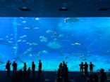 沖縄美ら海水族館に投稿された画像（2024/4/5）