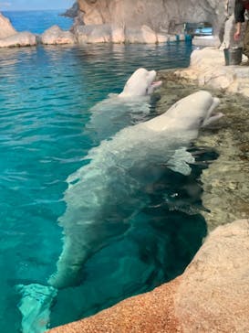 名古屋港水族館に投稿された画像（2024/4/5）