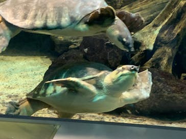 名古屋港水族館に投稿された画像（2024/4/5）