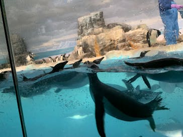 名古屋港水族館に投稿された画像（2024/4/5）