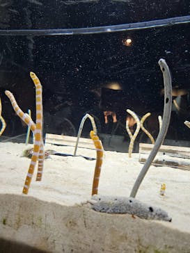 京都水族館に投稿された画像（2024/4/5）