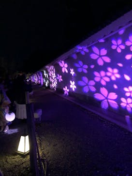 NAKED meets 二条城 2025 観月に投稿された画像（2024/4/5）