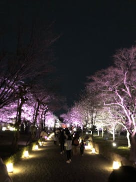 NAKED meets 二条城 2025 観月に投稿された画像（2024/4/5）