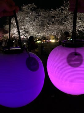 NAKED meets 二条城 2025 観月に投稿された画像（2024/4/5）