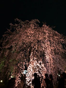 NAKED meets 二条城 2025 観月に投稿された画像（2024/4/5）