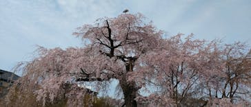 京阪電車に投稿された画像（2024/4/5）