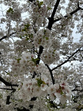 名古屋城に投稿された画像（2024/4/5）