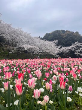 浜名湖花博2024に投稿された画像（2024/4/5）