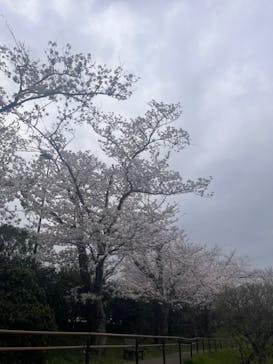 浜名湖花博2024に投稿された画像（2024/4/5）