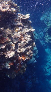 石垣島 ADVENTURE PiPi（イシガキジマアドベンチャーピピ）に投稿された画像（2024/4/5）