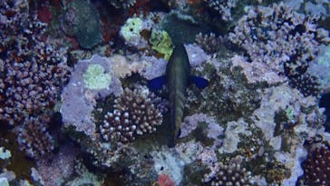 石垣島 ADVENTURE PiPi（イシガキジマアドベンチャーピピ）に投稿された画像（2024/4/5）