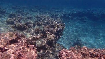 石垣島 ADVENTURE PiPi（イシガキジマアドベンチャーピピ）に投稿された画像（2024/4/5）