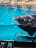 大分マリーンパレス水族館 「うみたまご」に投稿された画像（2024/4/5）