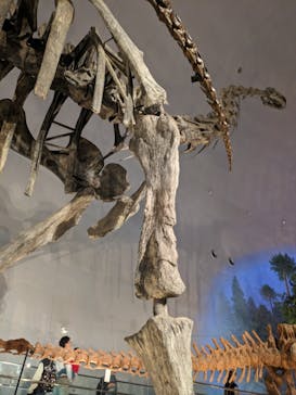 福井県立恐竜博物館に投稿された画像（2024/4/5）