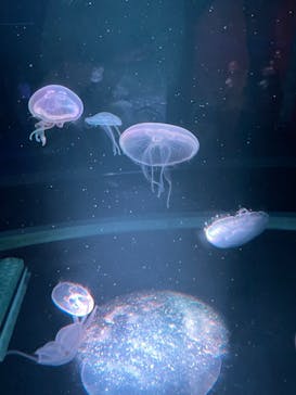 京都水族館に投稿された画像（2024/4/5）