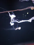 サンシャイン水族館に投稿された画像（2024/4/5）