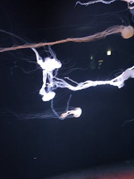 サンシャイン水族館に投稿された画像（2024/4/5）