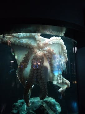 サンシャイン水族館に投稿された画像（2024/4/5）