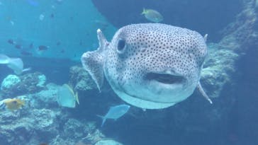 沖縄美ら海水族館に投稿された画像（2024/4/5）