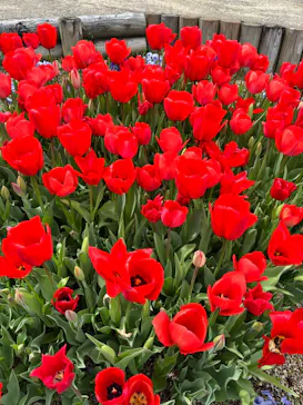 ひらかたパークに投稿された画像（2024/4/5）