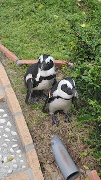 マリンワールド海の中道に投稿された画像（2024/4/5）