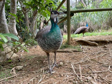 ネオパークオキナワに投稿された画像（2024/4/5）