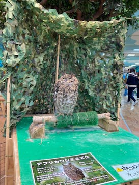 いきもの探検隊上尾に投稿された画像（2024/4/5）