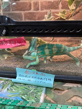 いきもの探検隊上尾に投稿された画像（2024/4/5）