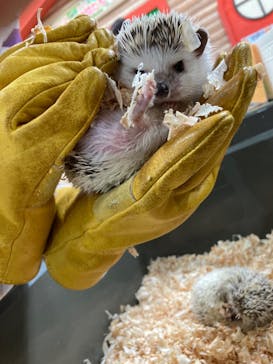 いきもの探検隊上尾に投稿された画像（2024/4/5）