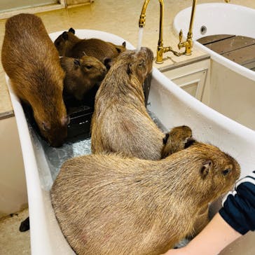 アニタッチららぽーと名古屋みなとアクルスに投稿された画像（2024/4/5）