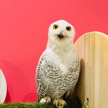 アニタッチららぽーと名古屋みなとアクルスに投稿された画像（2024/4/5）