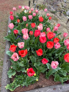 ムーミンバレーパークに投稿された画像（2024/4/5）