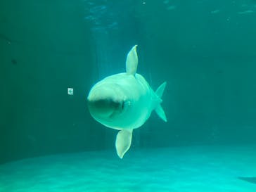 鴨川シーワールドに投稿された画像（2024/4/5）