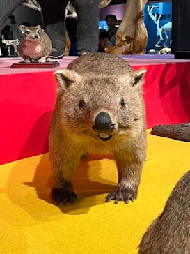 特別展「大哺乳類展３－わけてつなげて大行進」に投稿された画像（2024/4/5）