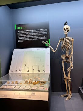 特別展「大哺乳類展３－わけてつなげて大行進」に投稿された画像（2024/4/5）