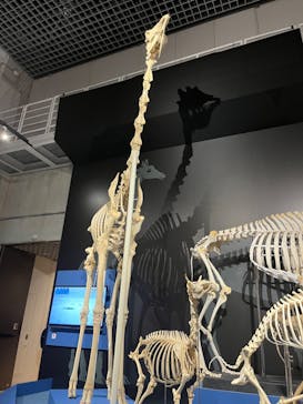 特別展「大哺乳類展３－わけてつなげて大行進」に投稿された画像（2024/4/5）
