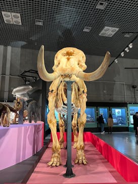特別展「大哺乳類展３－わけてつなげて大行進」に投稿された画像（2024/4/5）