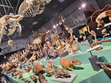 特別展「大哺乳類展３－わけてつなげて大行進」に投稿された画像（2024/4/5）