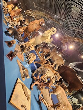 特別展「大哺乳類展３－わけてつなげて大行進」に投稿された画像（2024/4/5）