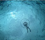 Sea World（シーワールド）に投稿された画像（2024/4/5）